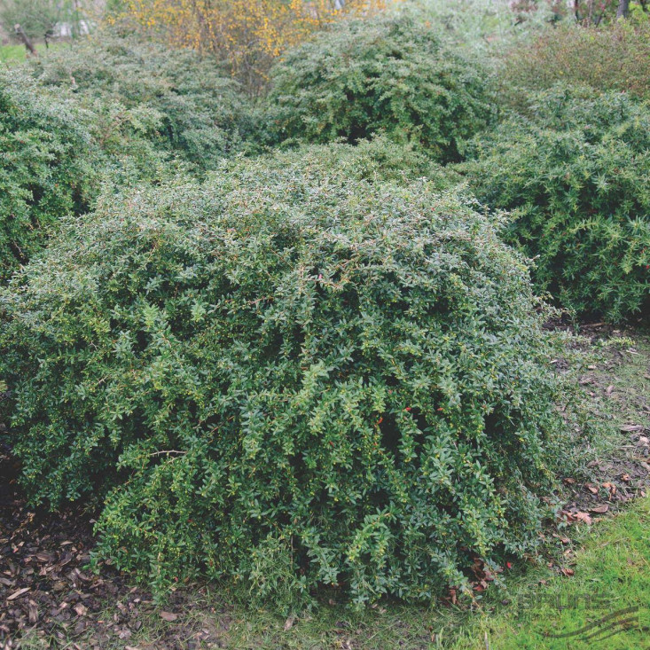 Барбарис Фрикарта - яркий вкус и свежесть Барбарис Фрикарта - яркий вкус и свежесть